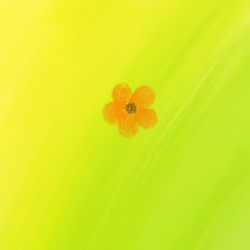 Peruvian Lily Flower