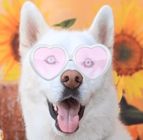 Item #17635803375648012338610213380030160191715370757553255260744606478878484987905 Media