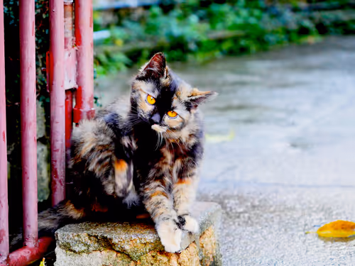 Item #55455677318123595031509472603724202920888355633279889545160944664438451994625 Media