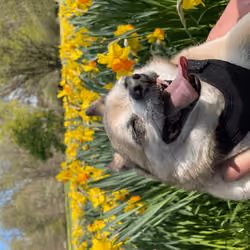 Flowers of Choop #8