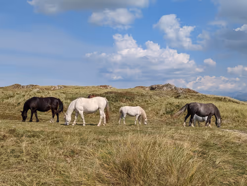 Item #58069879798739589299988791026219040983837769305159021049282272863564903481345 Media