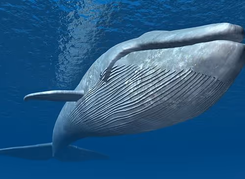 Big blue whale