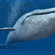 Big blue whale