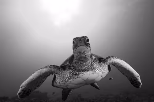 Item #67795505619931490141593079376400316859417509145610672143318596148912560537601 Media