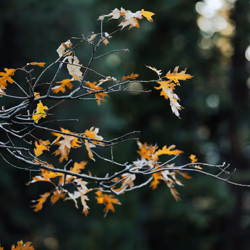 Leaves of Change