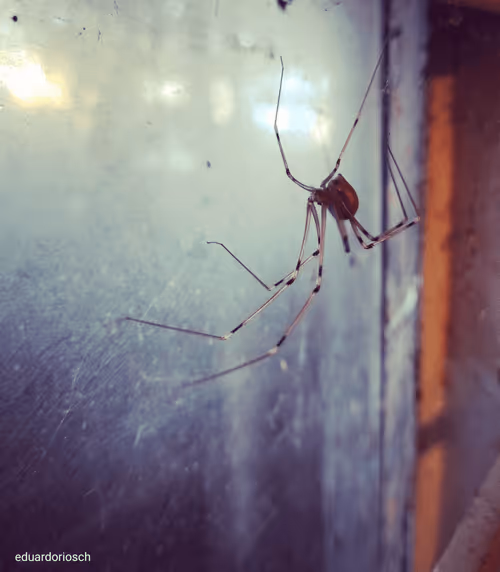 Item #31987492738277719337622318775949380072546158754546912597271620296841048883201 Media