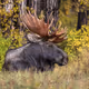 Wildlife Captures