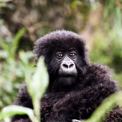 Baby gorilla