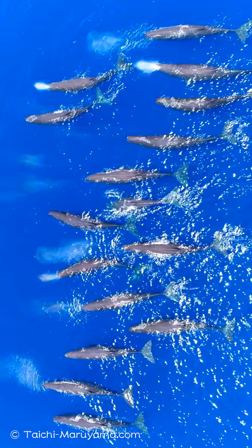 Item #61113597711829508019705348607354266595254896620371709928421355935212356239361 Media