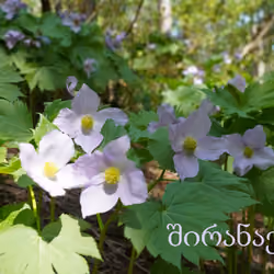 Shirane aoi blooms in May
