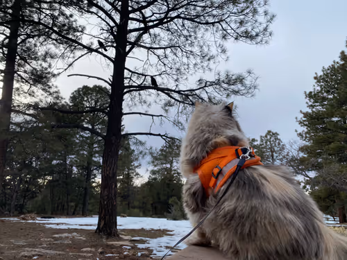 Item #88063557034118437660925886446302507819426649905583175627315428949813280899073 Media