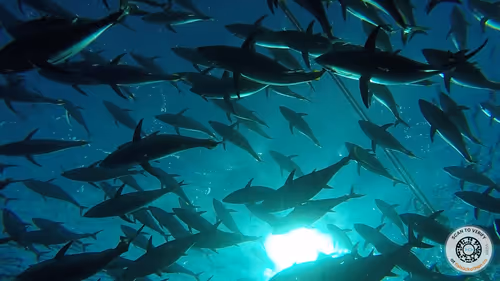 Item #75409383365909662742797353960547032942445262958910293626622653920811535040513 Media