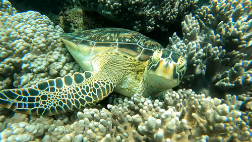 Item #93917210928009552265570427413341546020590352631026157694666951320850527158274 Media