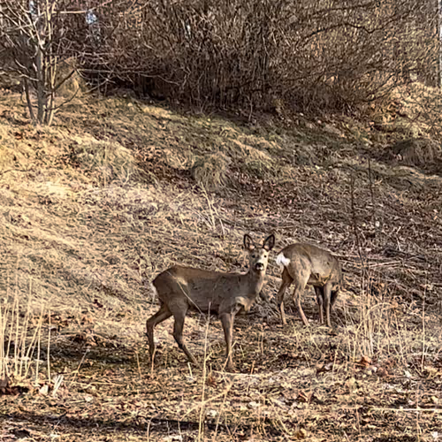 Oh deer