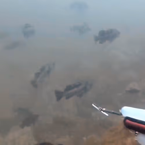 Dillynsoceanadventures