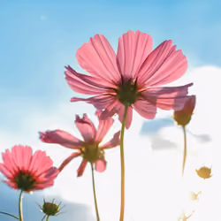 The Blooming moment #07