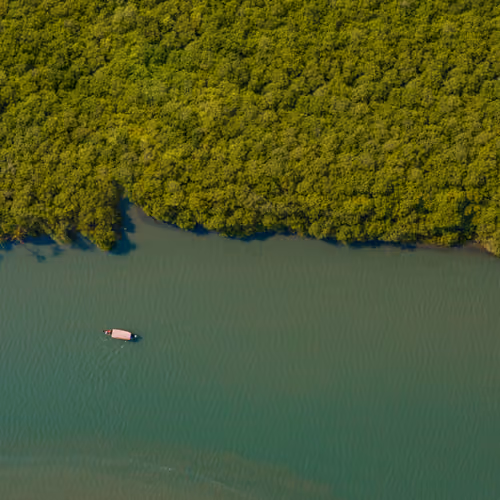 Whispering mangroves