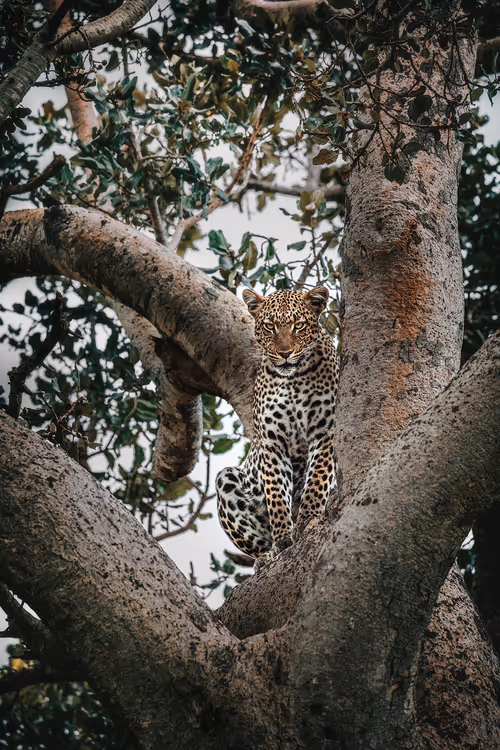 Item #46146454175190830687847236221543248864679735900060228179798027763805834969089 Media