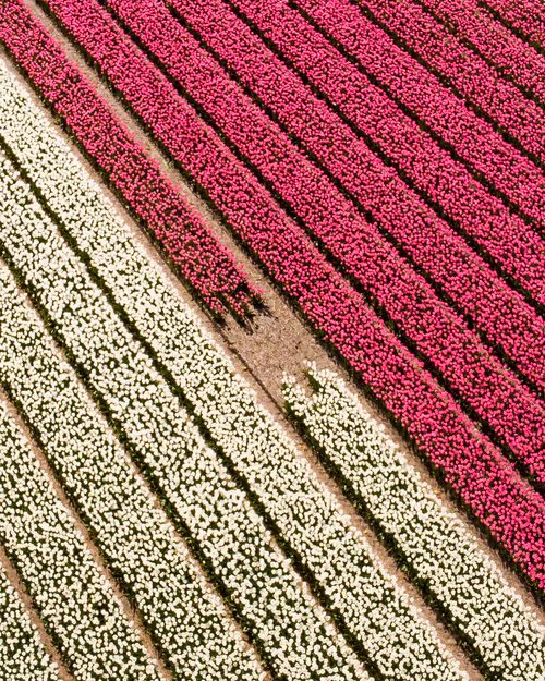 Item #3461261320663593426900354360876375017663922749216533272399435659820237062145 Media