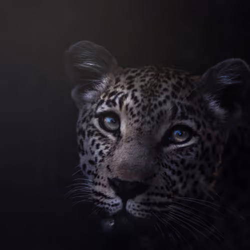 Light In The Dark Wild