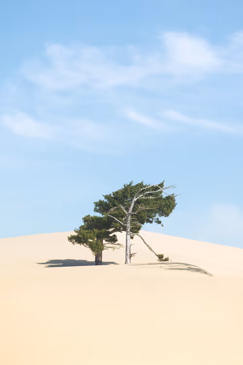 Item #39071023685345521589531013450918722216572370939070752972983331636629225865217 Media