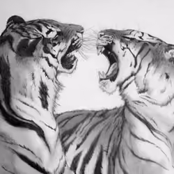 Tigers in love