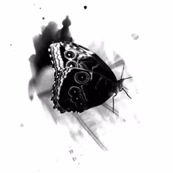 Fluttermint