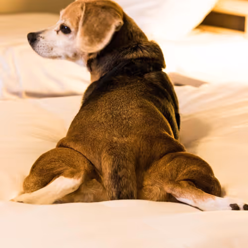 Blockchain Doggos