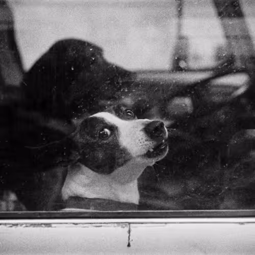 Scenesofadogslife