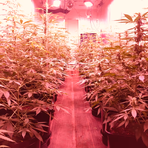 Cannabis Shipping Container Greenhouse