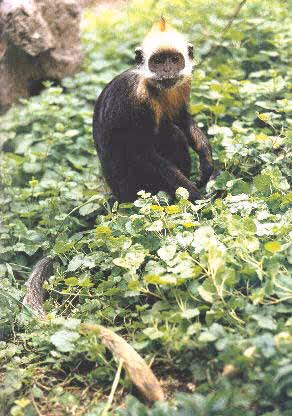 Presbytis leucocephalus