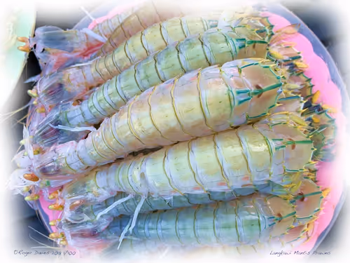 Item #25766228410116791685339336380012731519026805930459738932816938909466194083940 Media