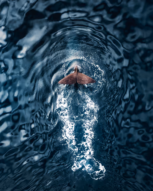 Item #59969087872528247593562305556961493003860374277083575615722774393912094097409 Media