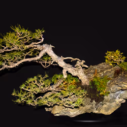 露岩の孤松: Stand-Alone Pine Tree on the Rock