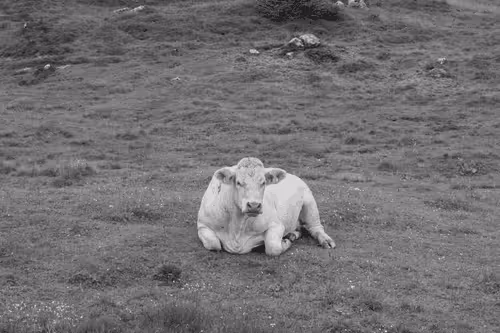 Item #37718881441179036120726966072961310746686791520690982008869122814009715720202 Media