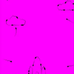#4 - Sperm, the origin of the great exploration