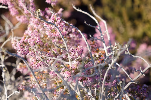 Item #92971587401879212914465603849674525645265351012255145539777938586113488715777 Media