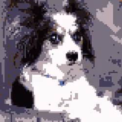 Papillon love