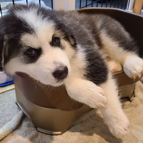 Alaskanmalamutes