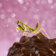 Mantis, After the Rain
