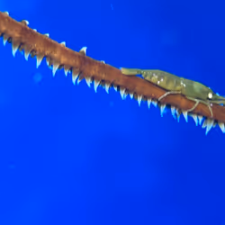 80965803268169370603932631570667161375508893671094224909166964166694853935105