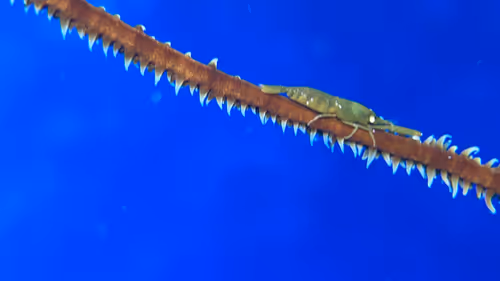 Item #80965803268169370603932631570667161375508893671094224909166964166694853935105 Media