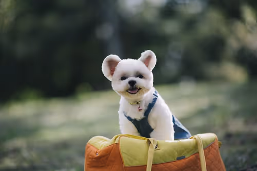 Item #21607923784025543658024067331009769919395041958272689574271021080379459108865 Media