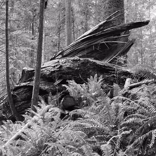 Honour The Ents Series 2 No. 1 | Fallen Fir