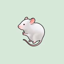 Mouse #17