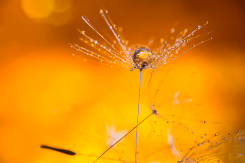 Gratitude and Appreciation