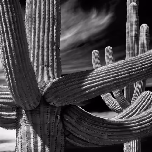 Cactus Jack