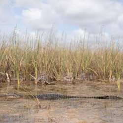 The Glades