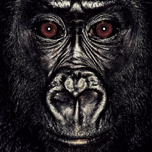 109162157552346088047496633038404394118504199992061596446112929752464733765633