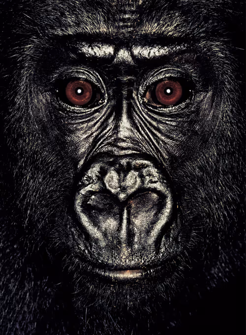 Item #109162157552346088047496633038404394118504199992061596446112929752464733765633 Media